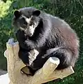 Brillenbär (Tremarctos ornatus)