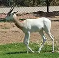 Rothalsgazelle