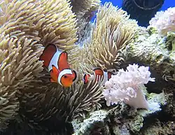 Falscher Clownfisch