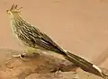 Guirakuckuck