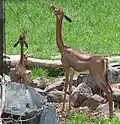 Südliche Giraffengazelle