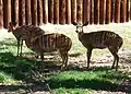 Nyala (Nyala angasii)