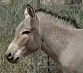 Kopf des Somali-Wildesels