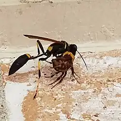 Mauerwespe mit erbeuteter Spinne