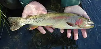 Yellowstone-Cutthroat-Forelle