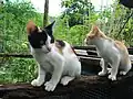 Gescheckte Katzen haben ihre Flecken von einer Mutation von c-Kit
