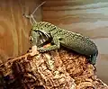 Varanus kordensis