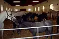 Lipizzanerstuten mit ihren Fohlen