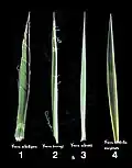 Yucca Serie Treculeanae: Blätter zum Vergleich.