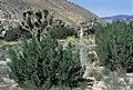 Yucca brevifolia subsp. herbertii mit blühender Yucca whipplei in Kalifornien