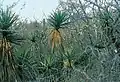 In dichtem Gehölz in Baja California Sur