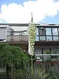 20 Jahre altes Exemplar in Mannheim, Deutschland, winterhart