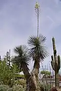 Blühendes Exemplar