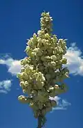 In voller Blüte