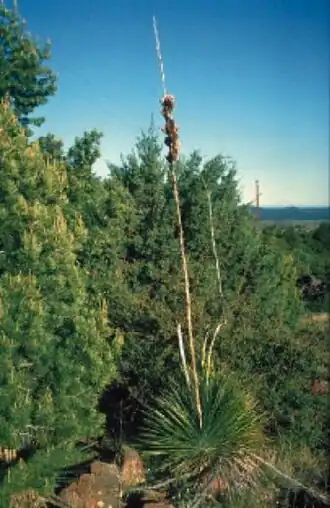 Yucca elata subsp. verdiensis in Zentral Arizona