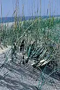Am Beach in Sandboden in North Carolina