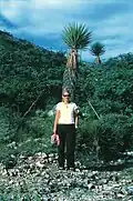 Vereinzelt wachsende Exemplare in Mexiko