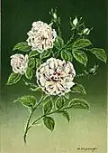 'Yvonne Rabier' (1910)