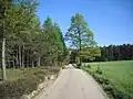 Wald bei Zakrzewo