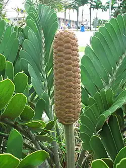 Tribus Zamieae: Zamia furfuracea, weiblicher Zapfen