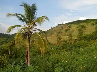 Landschaft bei Saint-Louis-du-Sud