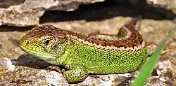 Männchen