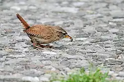 Auf Ameisenjagd