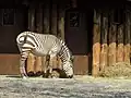 Hartmann-Bergzebra
