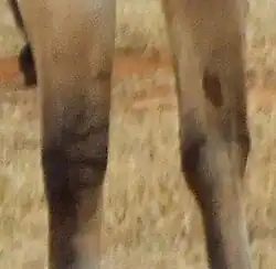 Zebrastreifen