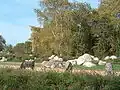 Zebras in der Afrikanischen Ebene