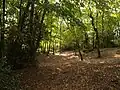Geländeveränderungen im Wald