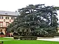 Zeder im Schlossgarten von Bad Homburg vor der Höhe, gepflanzt 1818[2]