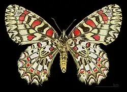 ♀ △