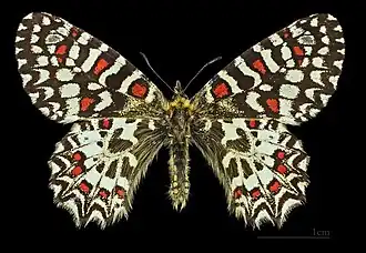 ♂