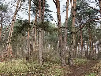 Galgenberg