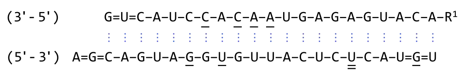 Nukleotidsequenz von Zilebesiran