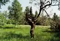 Offene Wiesenfläche mit Wollgräsern