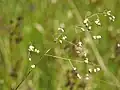 Mittleres Zittergras