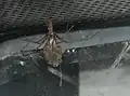 Zitterspinne mit Jungtieren im Knäuel