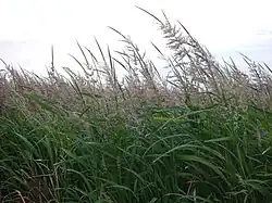 Feld