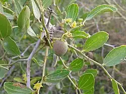 Lotuspflaume, Wilde Jujube (Ziziphus lotus)