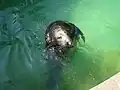 Schwimmende Kegelrobbe