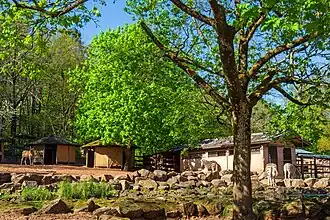 Savannenlandschaft