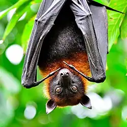 Pteropus