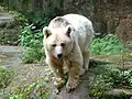 Syrischer Braunbär, 2006