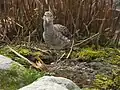 Kampfläufer