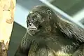 Brauner Klammeraffe
