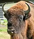 Bison