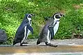 Humboldtpinguine