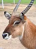 Defassawasserbock